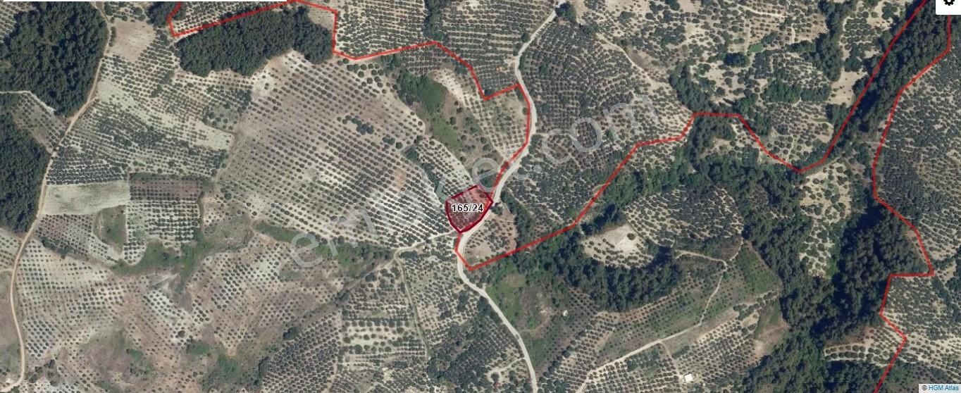 Çepni'de Asfalta Cephe Satılık 2.266 M2 Şahane Zeytinlik - Görsel 10