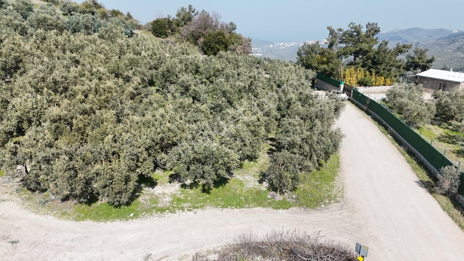 Çepni'de Asfalta Cephe Satılık 2.266 M2 Şahane Zeytinlik - Görsel 4