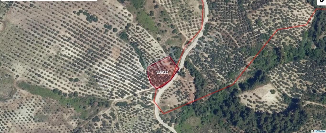 Çepni'de Asfalta Cephe Satılık 2.266 M2 Şahane Zeytinlik - Görsel 2