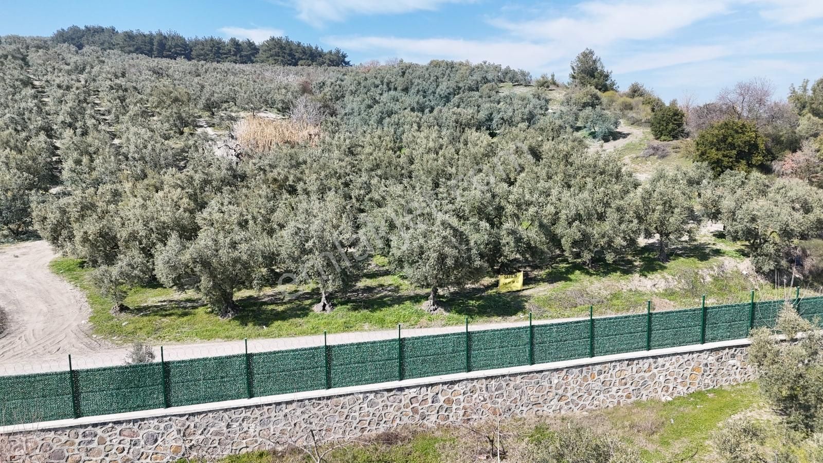 Çepni'de Asfalta Cephe Satılık 2.266 M2 Şahane Zeytinlik - Görsel 5