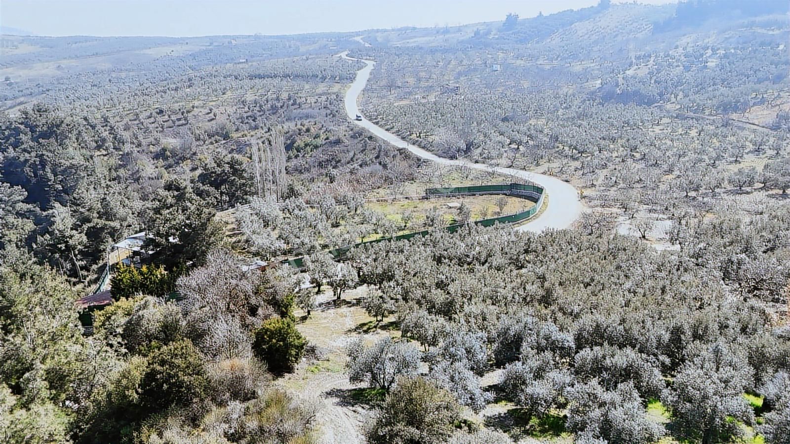 Çepni'de Asfalta Cephe Satılık 2.266 M2 Şahane Zeytinlik - Görsel 6
