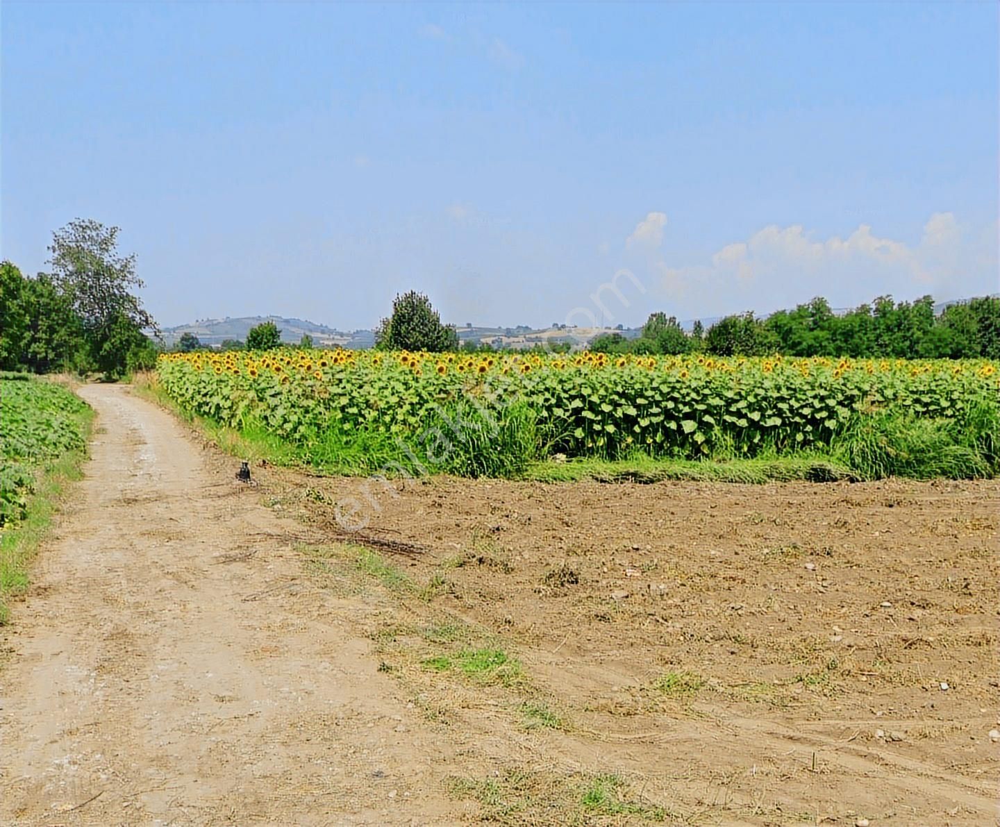 K2 Pera Bursa İnegöl Yeniceköy Tek Tapu 4050 M²