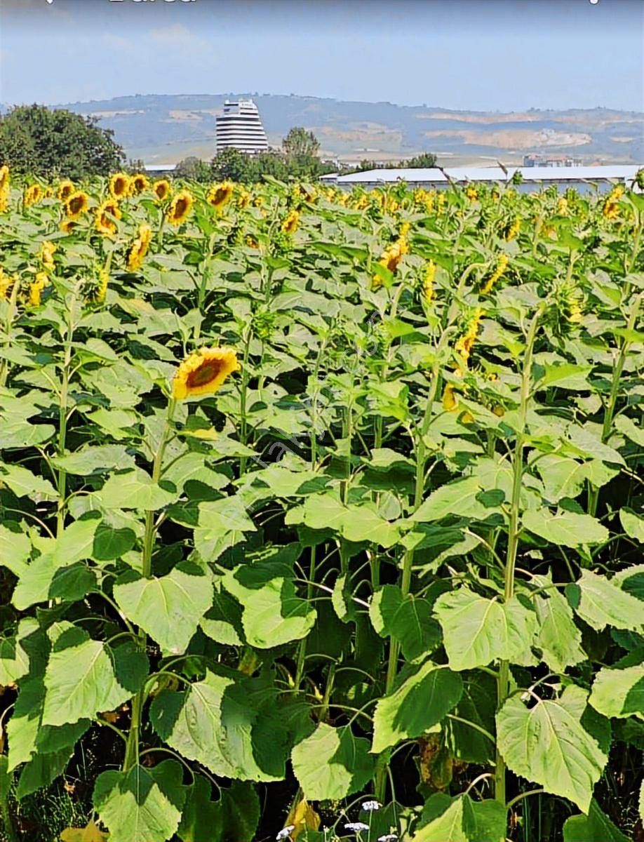K2 Pera Bursa İnegöl Yeniceköy Tek Tapu 4050 M² - Görsel 12
