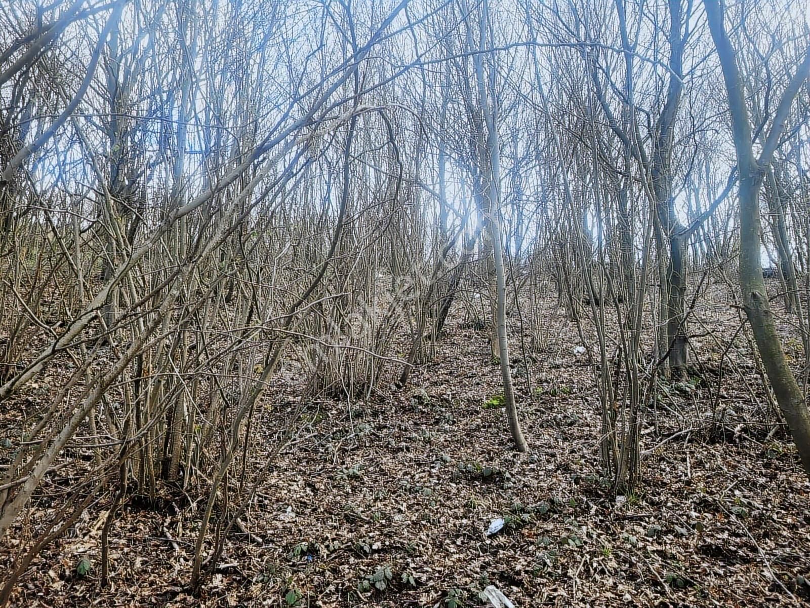 Dağyoncalı'da Mükemmel Manzara - Görsel 5