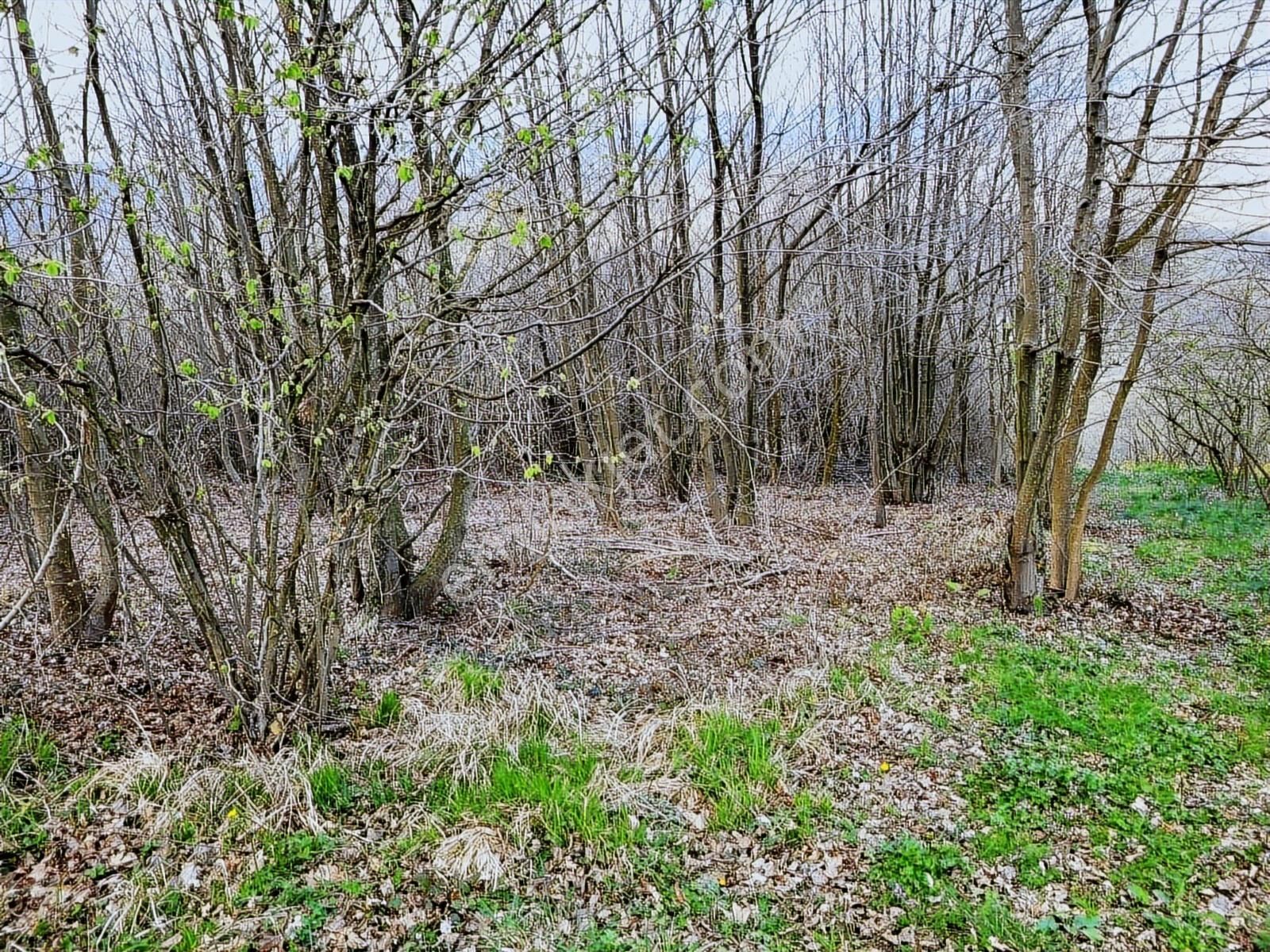 Dağyoncalı'da Mükemmel Manzara - Görsel 12