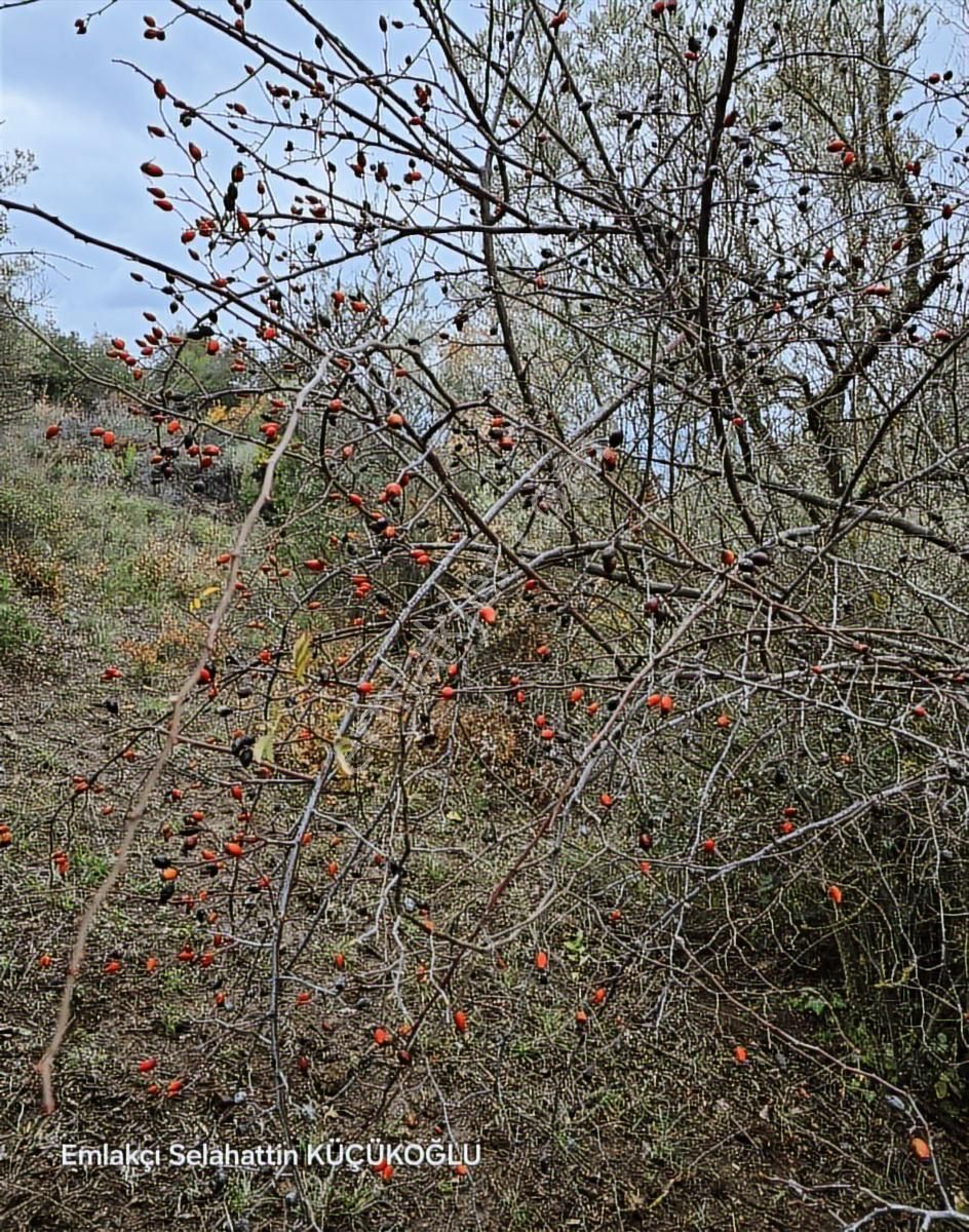 K2 Pera Bursa Mudanya Kumyaka 943 M² Yatırımlık Tek Tapu - Görsel 3