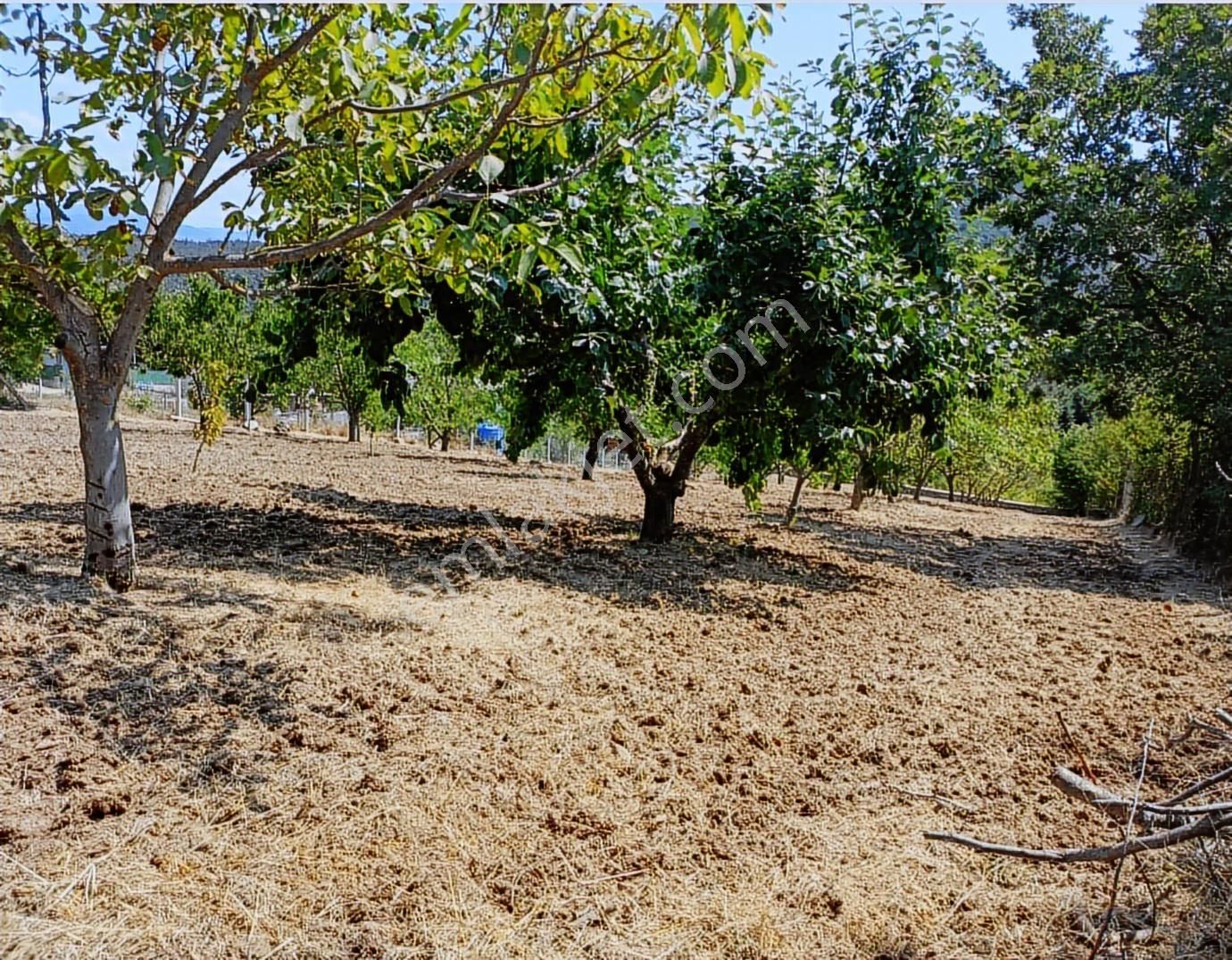 K2 Pera Satılık Hobi & Meyve Bahçesi Kestel Derekızık 2865 M² - Görsel 3