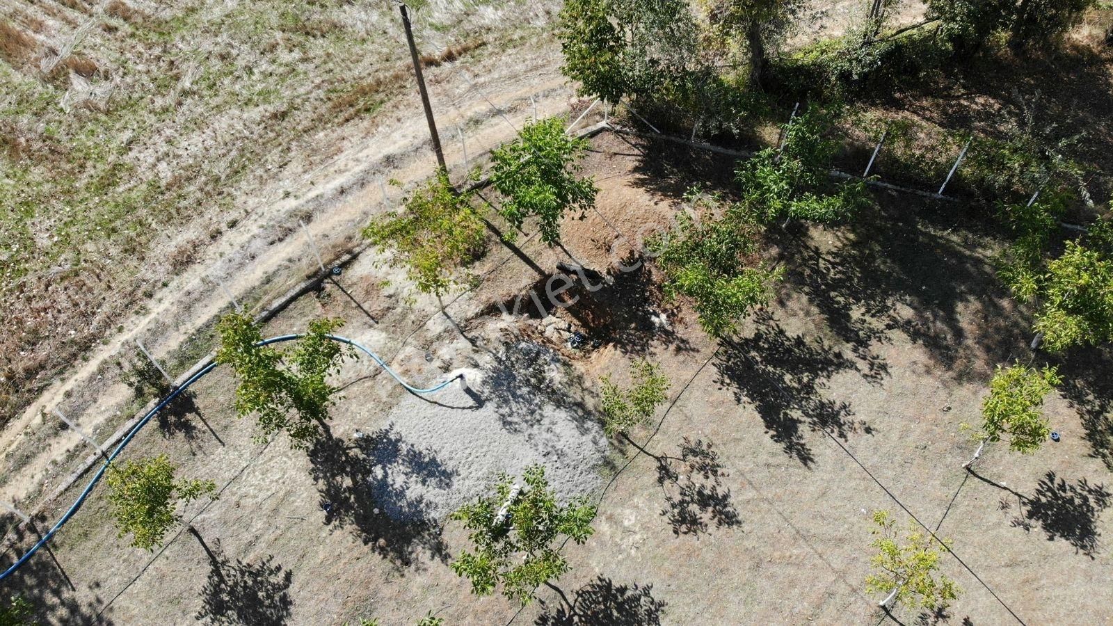 Samsun Vezirköprü'de 17.5 Dönüm 600 Ağaçlı Ceviz Bahçesi Satılık - Görsel 8