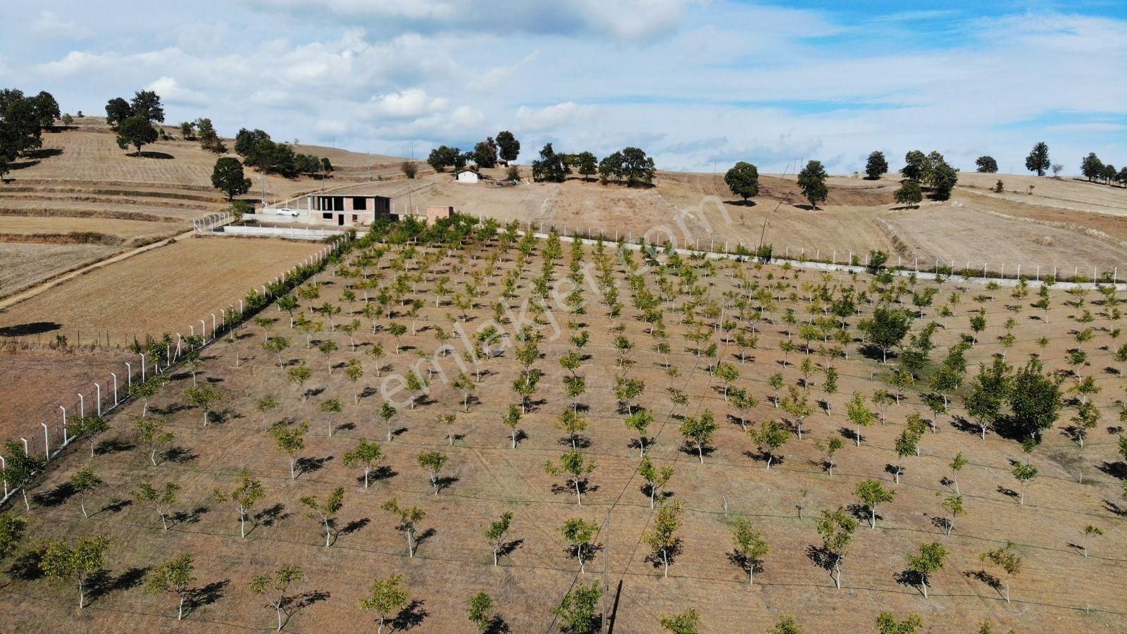 Samsun Vezirköprü'de 17.5 Dönüm 600 Ağaçlı Ceviz Bahçesi Satılık - Görsel 7