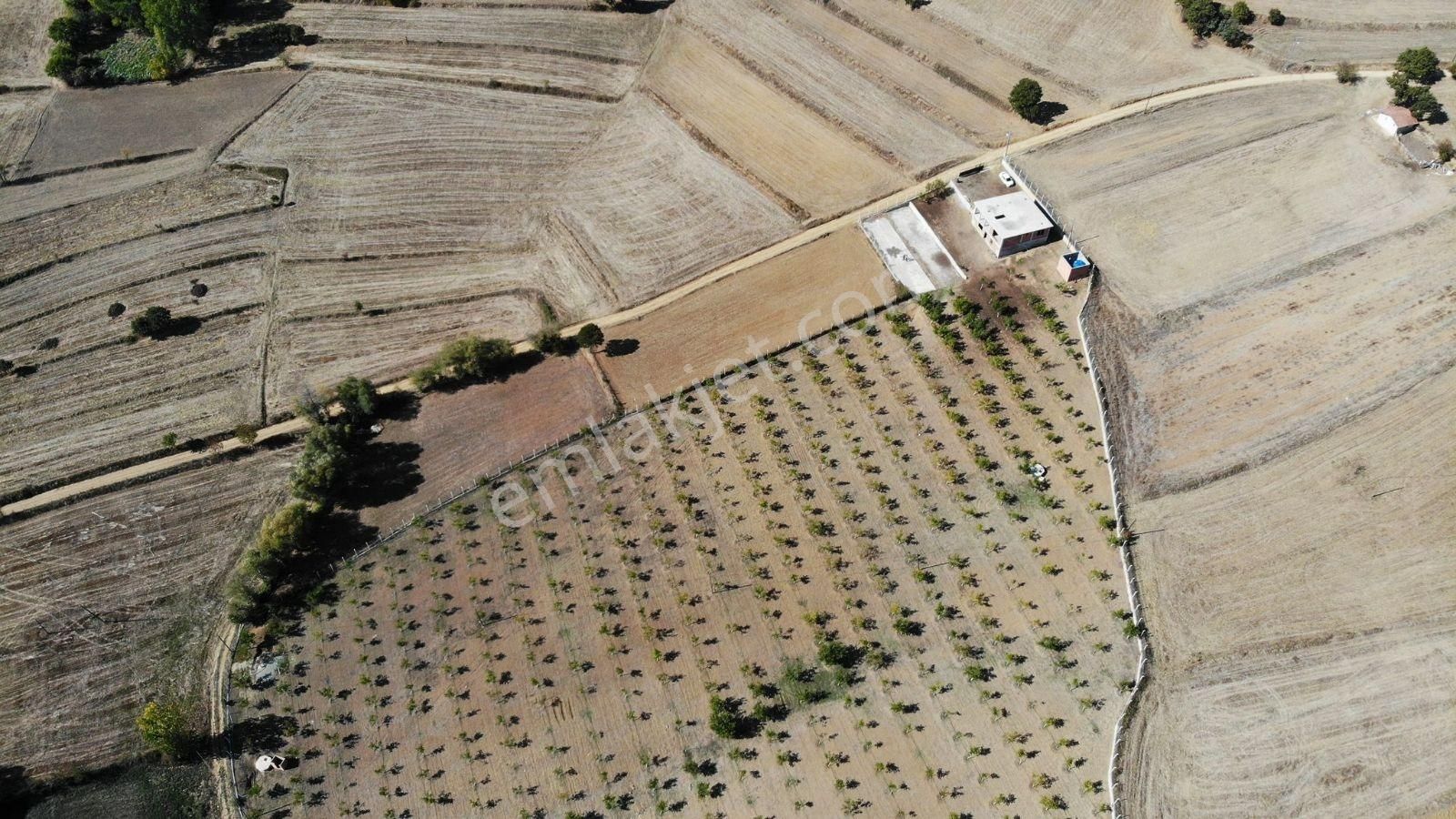 Samsun Vezirköprü'de 17.5 Dönüm 600 Ağaçlı Ceviz Bahçesi Satılık - Görsel 6