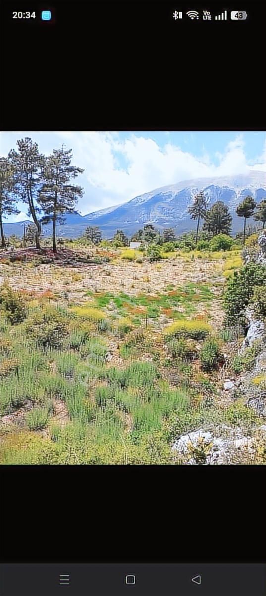 Kumluca Karacaörende Satılık Tek Tapu 2404 M² Tarla