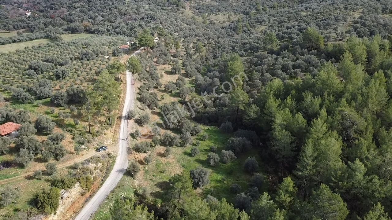 S.kemer Merkeze Yakın Müstakil Tapu 9350 M2 Satılık Zeytinlik - Görsel 10