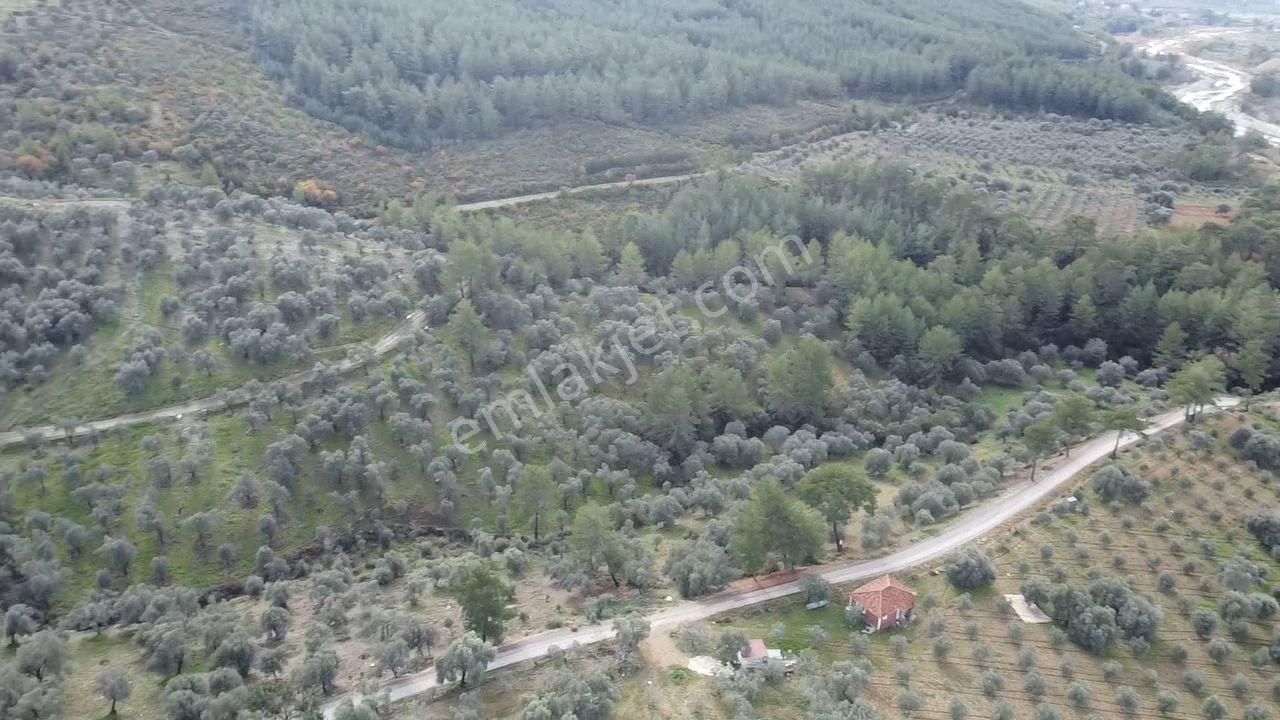 S.kemer Merkeze Yakın Müstakil Tapu 9350 M2 Satılık Zeytinlik