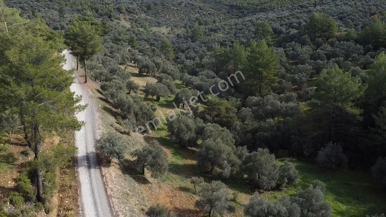 S.kemer Merkeze Yakın Müstakil Tapu 9350 M2 Satılık Zeytinlik - Görsel 7