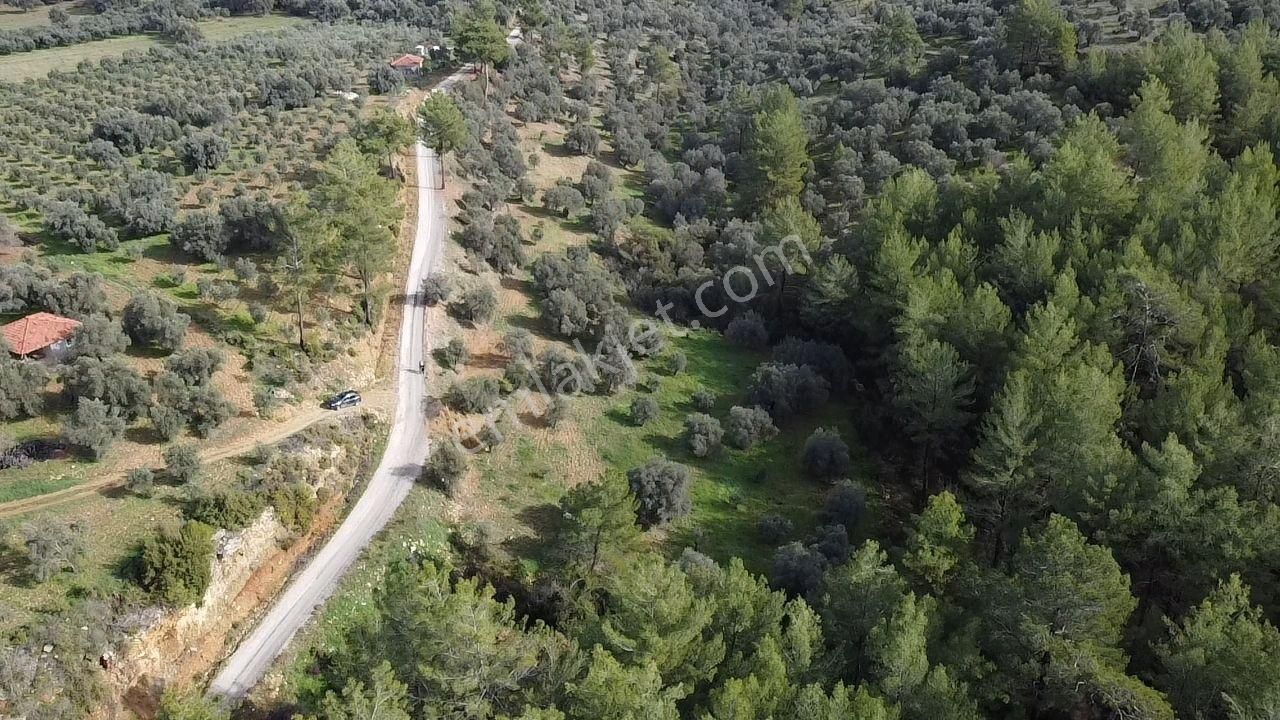 S.kemer Merkeze Yakın Müstakil Tapu 9350 M2 Satılık Zeytinlik - Görsel 19