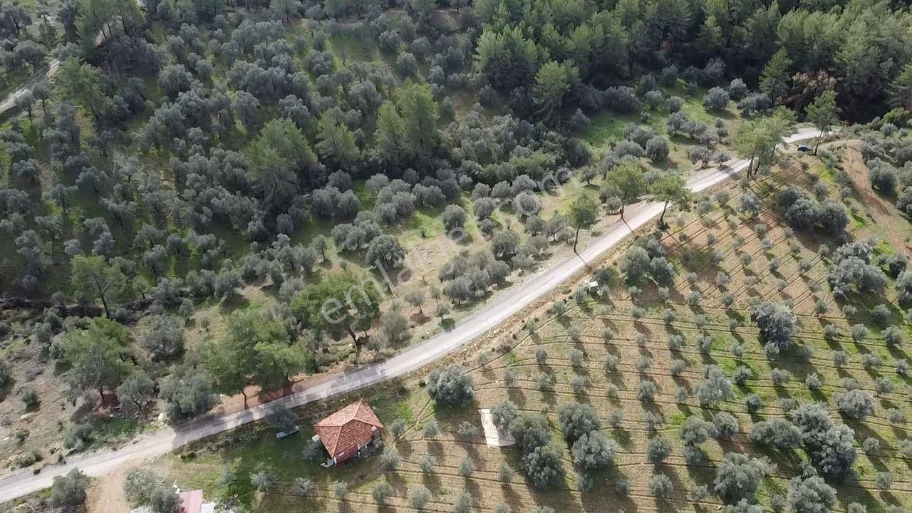 S.kemer Merkeze Yakın Müstakil Tapu 9350 M2 Satılık Zeytinlik - Görsel 34
