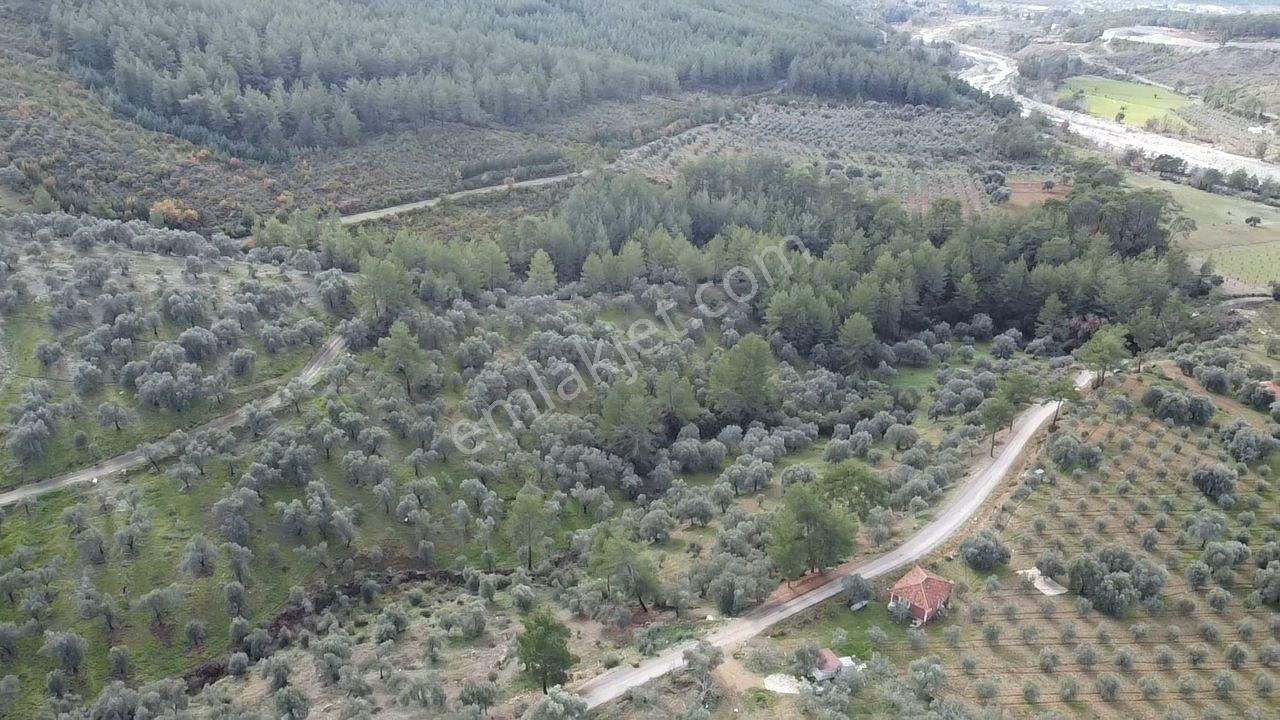 S.kemer Merkeze Yakın Müstakil Tapu 9350 M2 Satılık Zeytinlik - Görsel 27