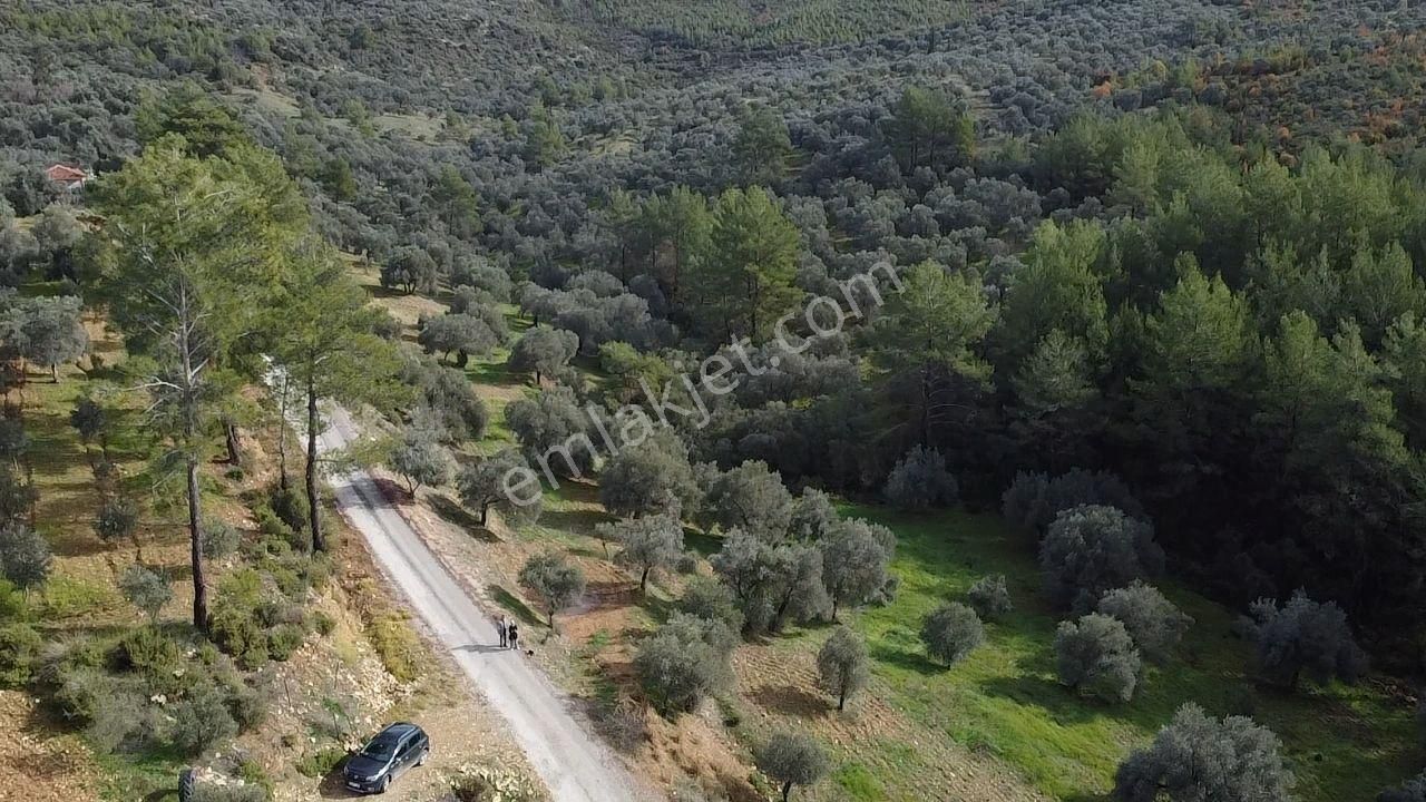 S.kemer Merkeze Yakın Müstakil Tapu 9350 M2 Satılık Zeytinlik - Görsel 22