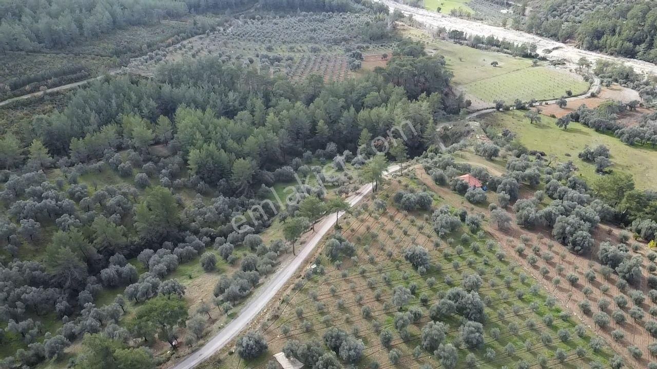 S.kemer Merkeze Yakın Müstakil Tapu 9350 M2 Satılık Zeytinlik - Görsel 33