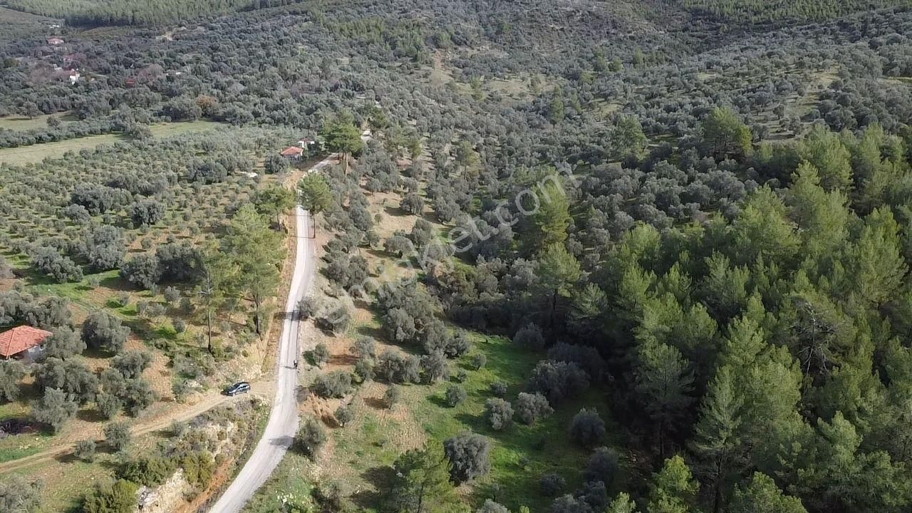 S.kemer Merkeze Yakın Müstakil Tapu 9350 M2 Satılık Zeytinlik - Görsel 17