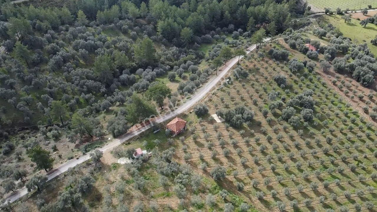 S.kemer Merkeze Yakın Müstakil Tapu 9350 M2 Satılık Zeytinlik - Görsel 24