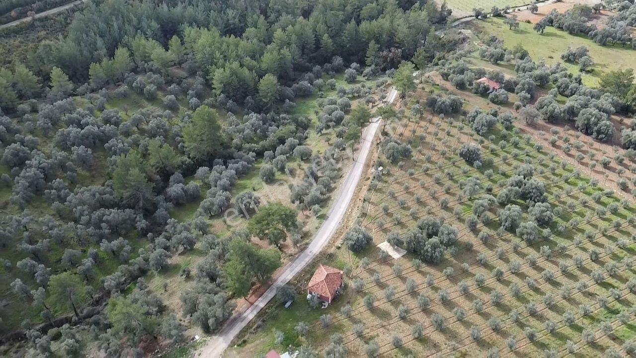 S.kemer Merkeze Yakın Müstakil Tapu 9350 M2 Satılık Zeytinlik - Görsel 26