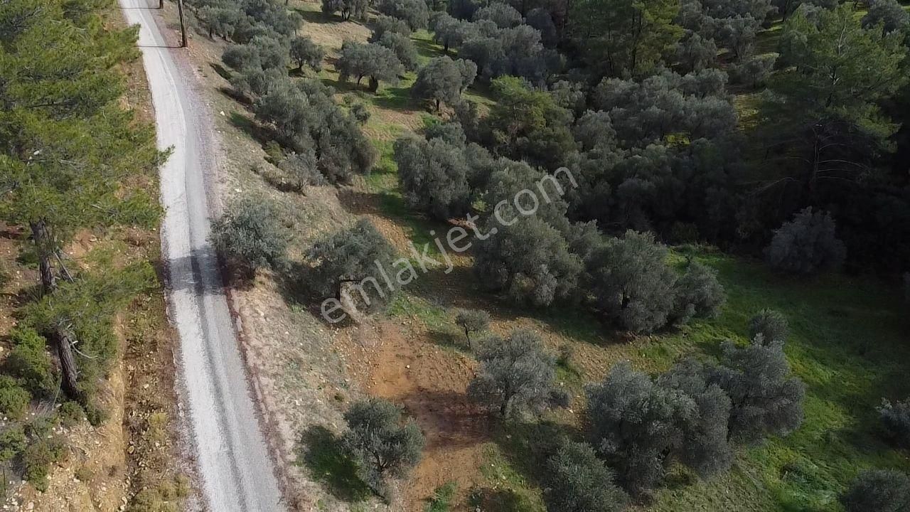 S.kemer Merkeze Yakın Müstakil Tapu 9350 M2 Satılık Zeytinlik - Görsel 23