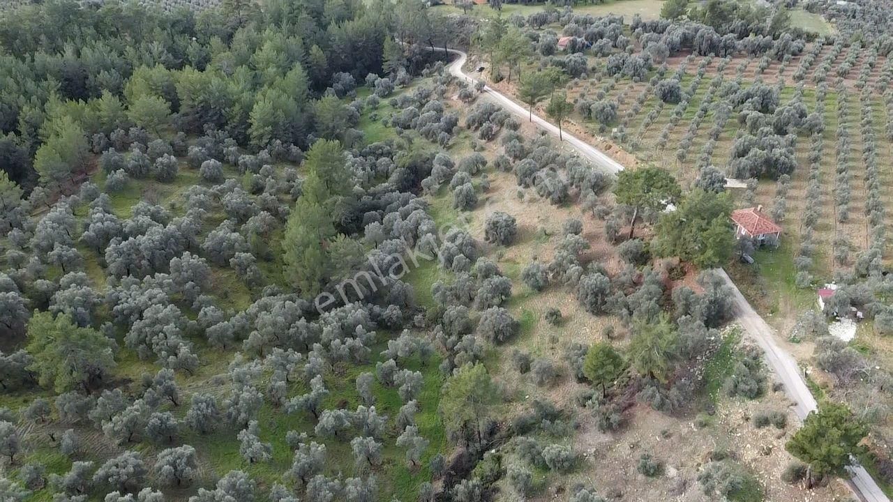 S.kemer Merkeze Yakın Müstakil Tapu 9350 M2 Satılık Zeytinlik - Görsel 3