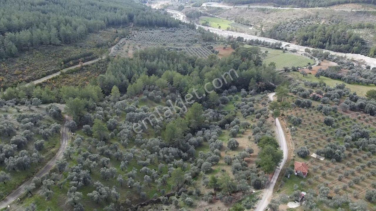 S.kemer Merkeze Yakın Müstakil Tapu 9350 M2 Satılık Zeytinlik - Görsel 31
