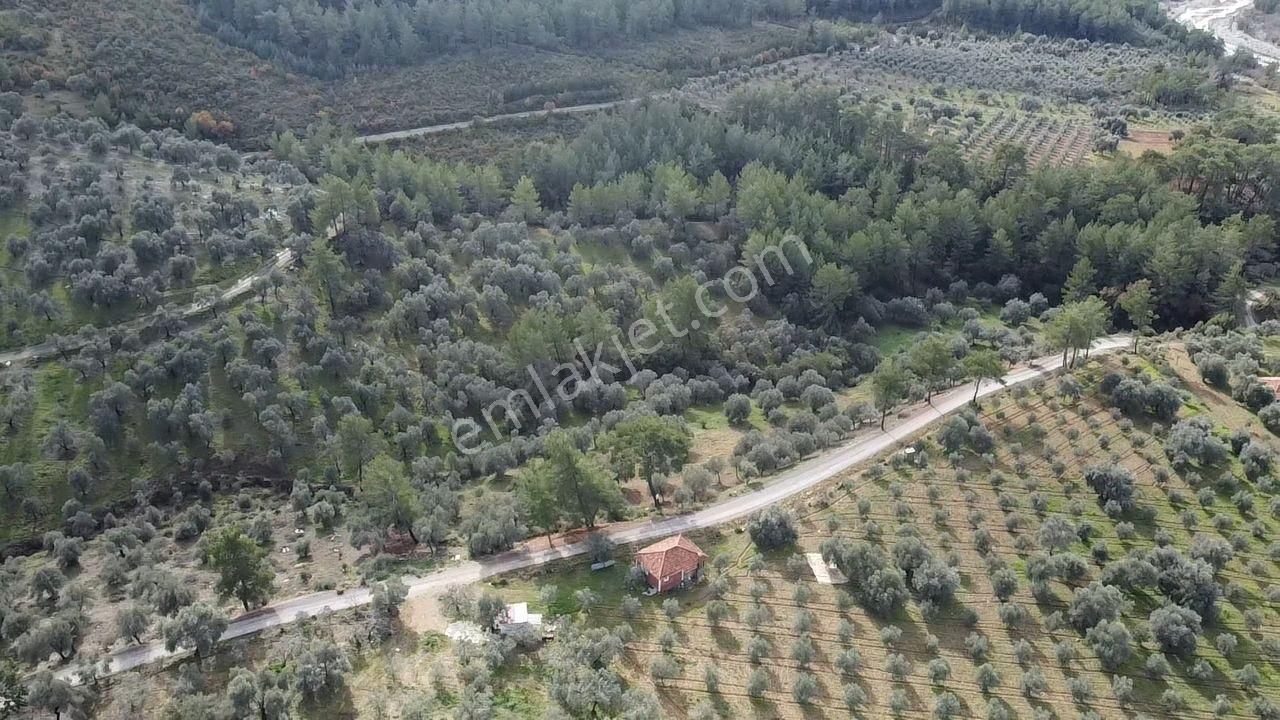 S.kemer Merkeze Yakın Müstakil Tapu 9350 M2 Satılık Zeytinlik - Görsel 11