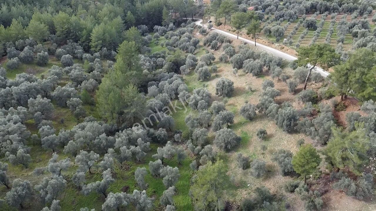S.kemer Merkeze Yakın Müstakil Tapu 9350 M2 Satılık Zeytinlik - Görsel 28