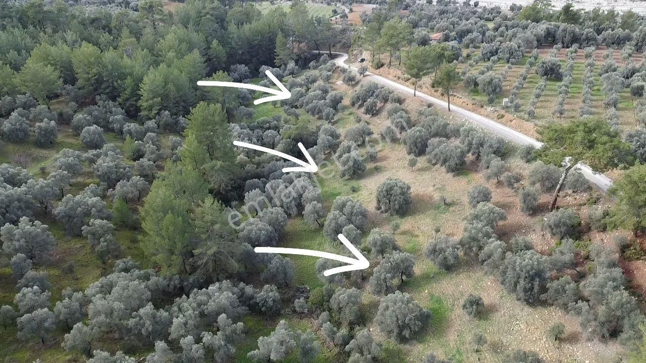 S.kemer Merkeze Yakın Müstakil Tapu 9350 M2 Satılık Zeytinlik - Görsel 32