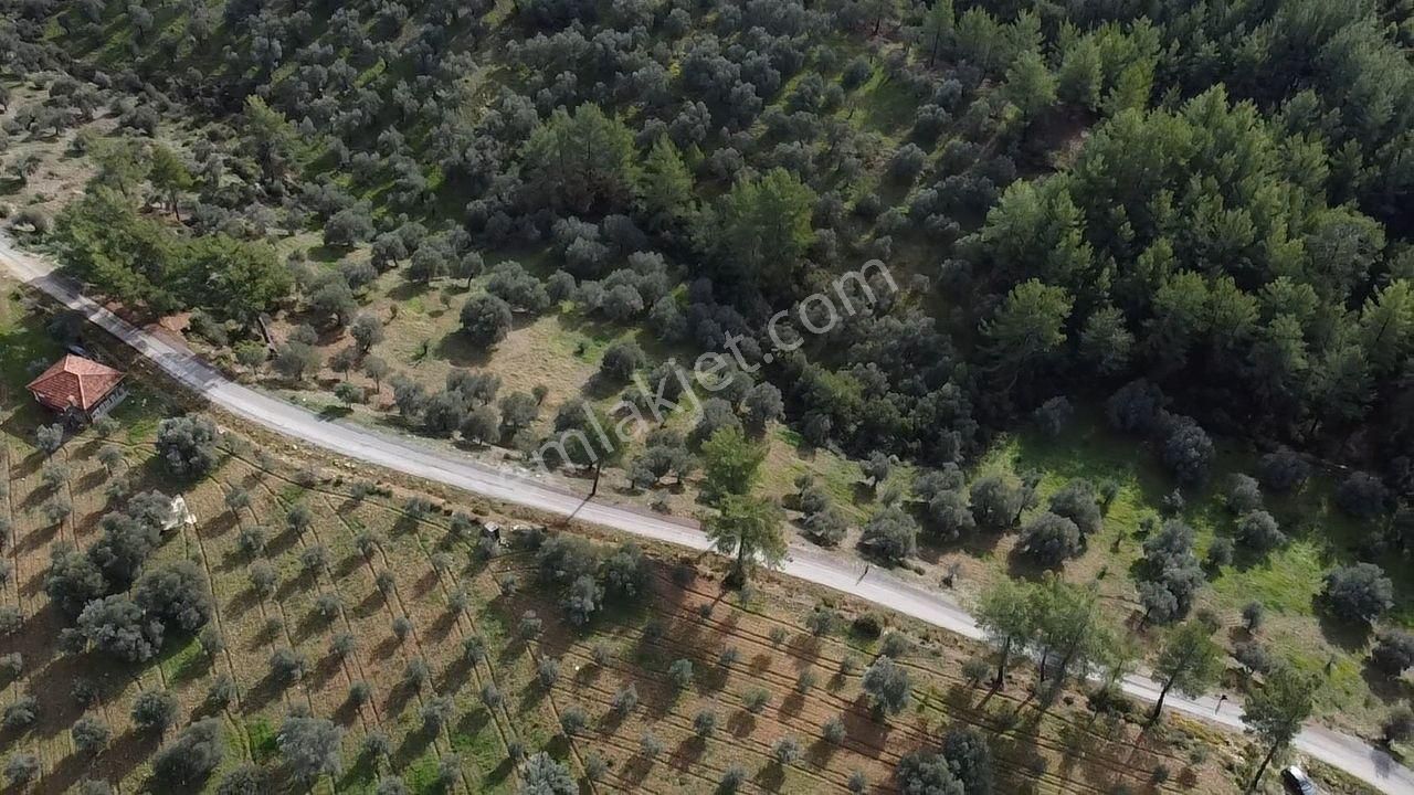 S.kemer Merkeze Yakın Müstakil Tapu 9350 M2 Satılık Zeytinlik - Görsel 18