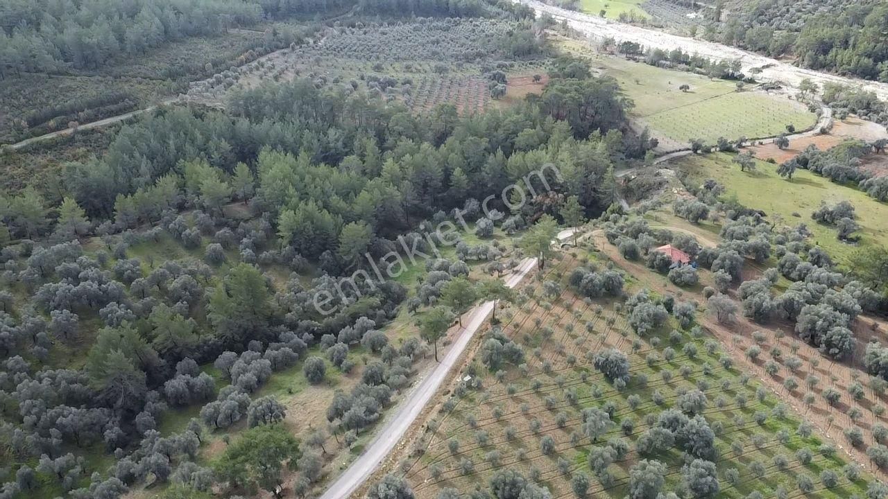 S.kemer Merkeze Yakın Müstakil Tapu 9350 M2 Satılık Zeytinlik - Görsel 20