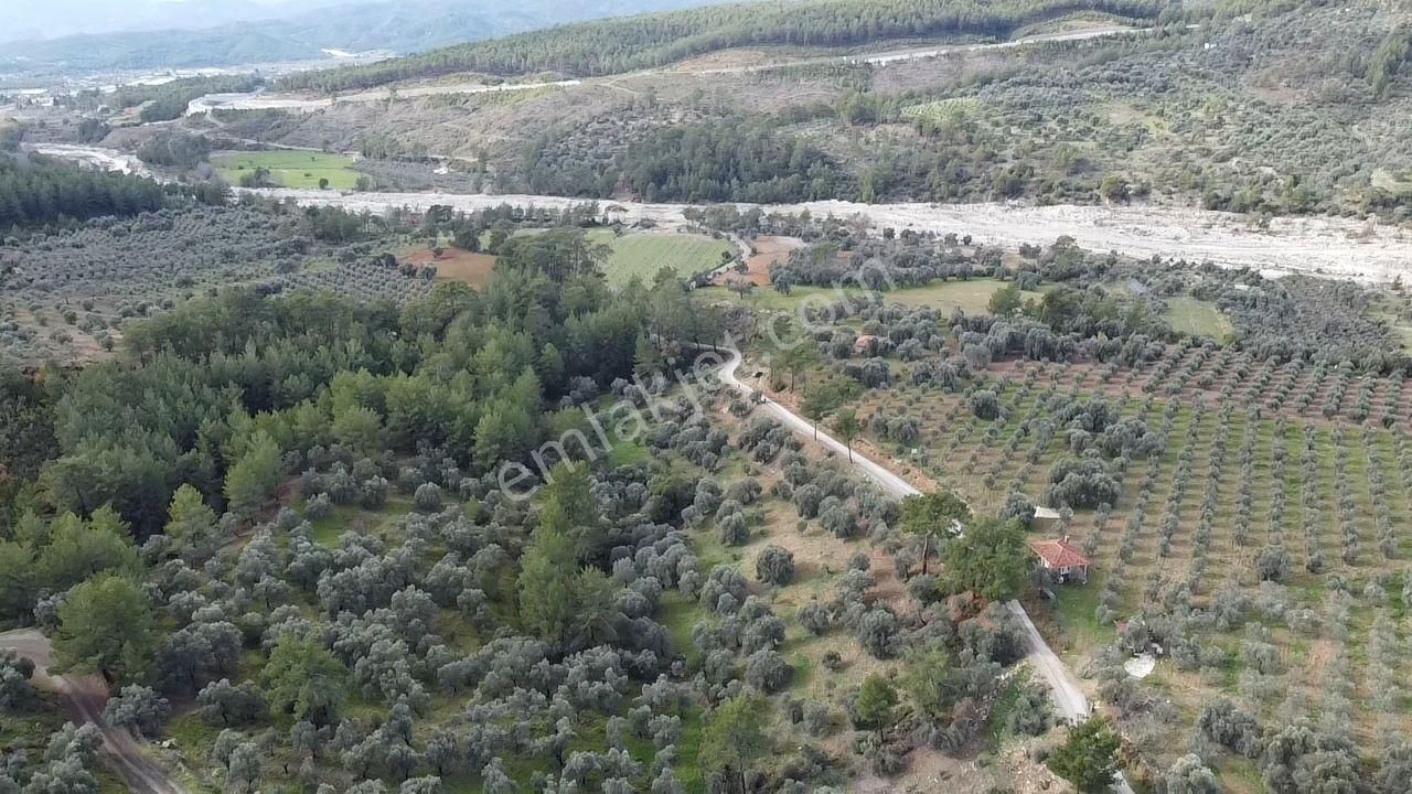 S.kemer Merkeze Yakın Müstakil Tapu 9350 M2 Satılık Zeytinlik - Görsel 8