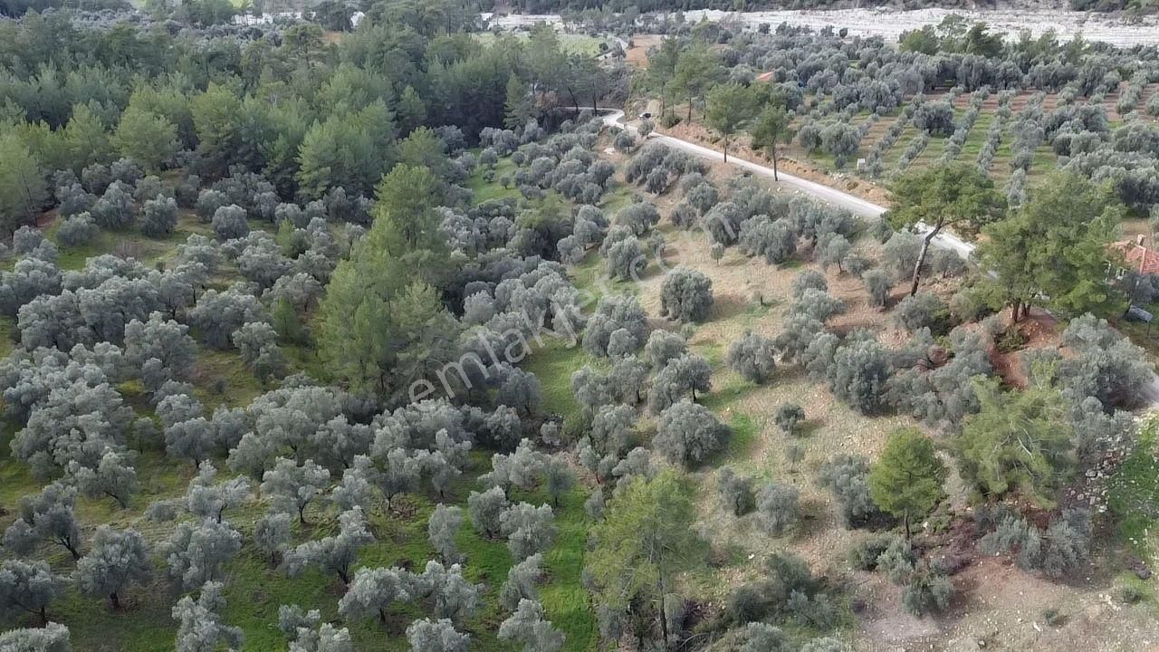 S.kemer Merkeze Yakın Müstakil Tapu 9350 M2 Satılık Zeytinlik - Görsel 15