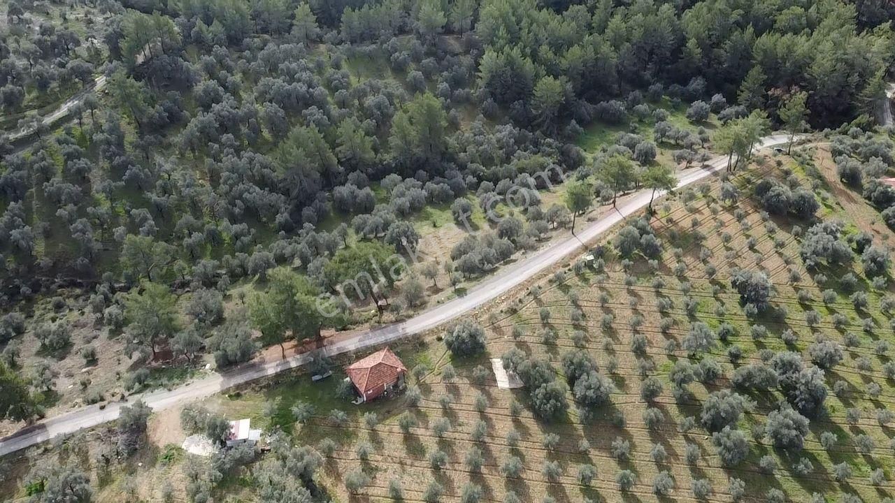 S.kemer Merkeze Yakın Müstakil Tapu 9350 M2 Satılık Zeytinlik - Görsel 13