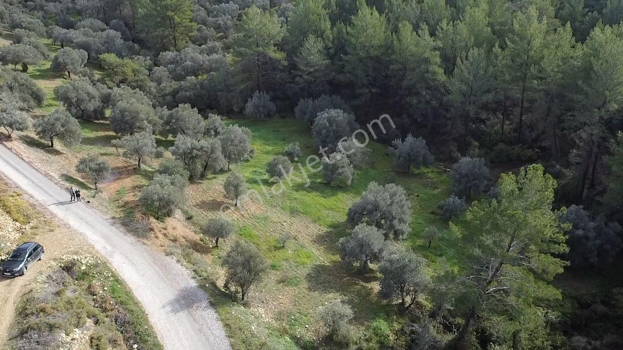 S.kemer Merkeze Yakın Müstakil Tapu 9350 M2 Satılık Zeytinlik - Görsel 29