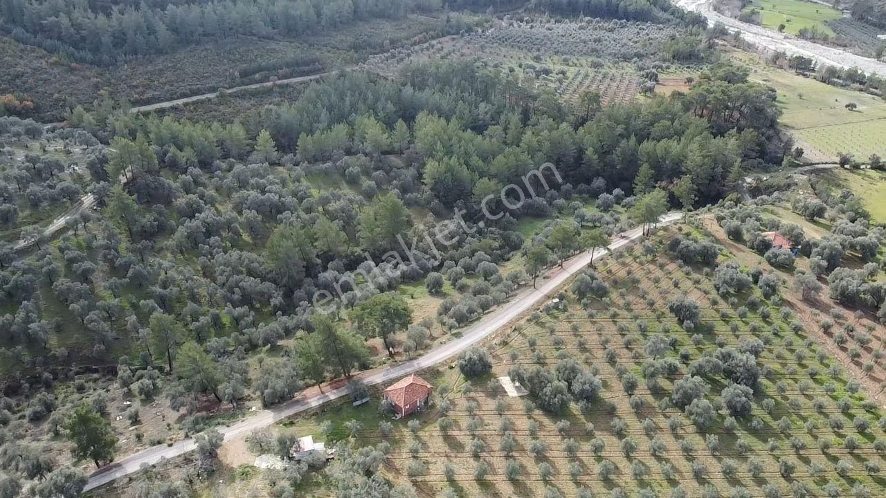 S.kemer Merkeze Yakın Müstakil Tapu 9350 M2 Satılık Zeytinlik - Görsel 9