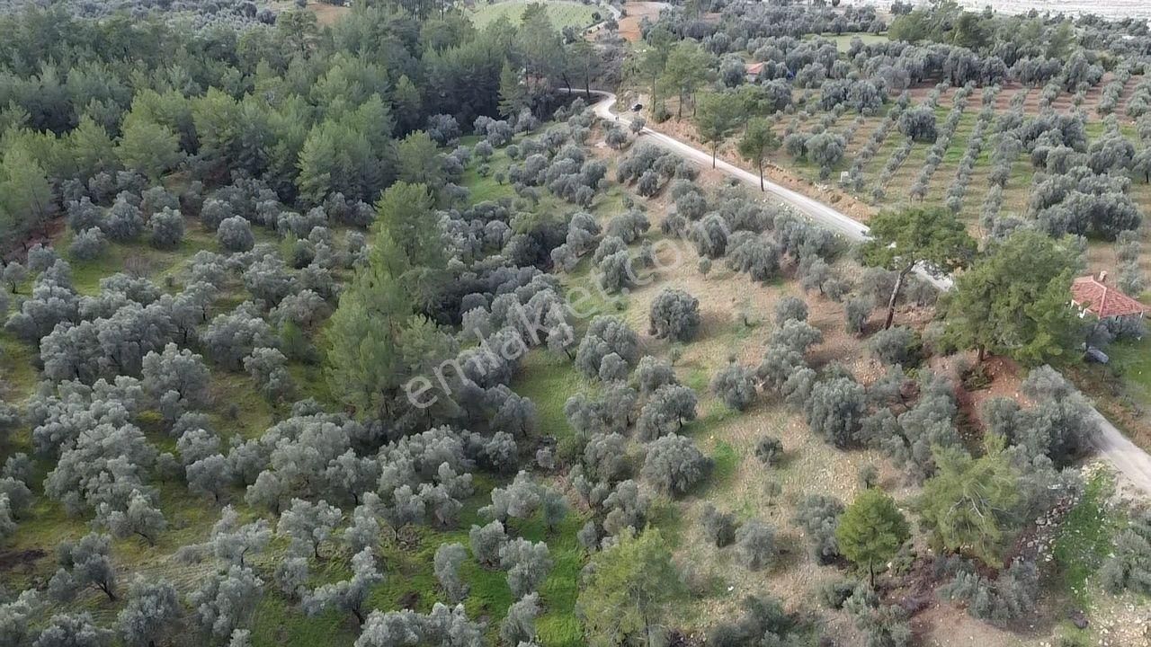 S.kemer Merkeze Yakın Müstakil Tapu 9350 M2 Satılık Zeytinlik - Görsel 30
