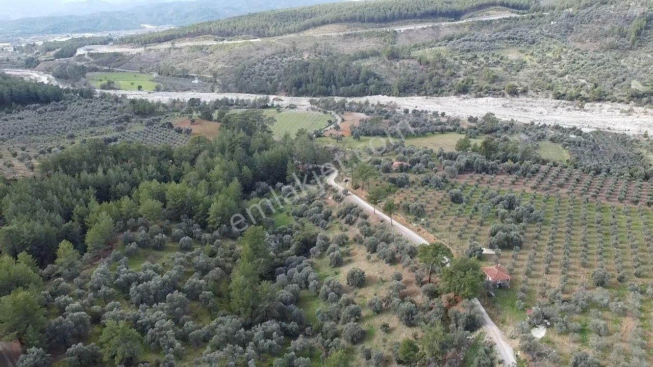 S.kemer Merkeze Yakın Müstakil Tapu 9350 M2 Satılık Zeytinlik - Görsel 14