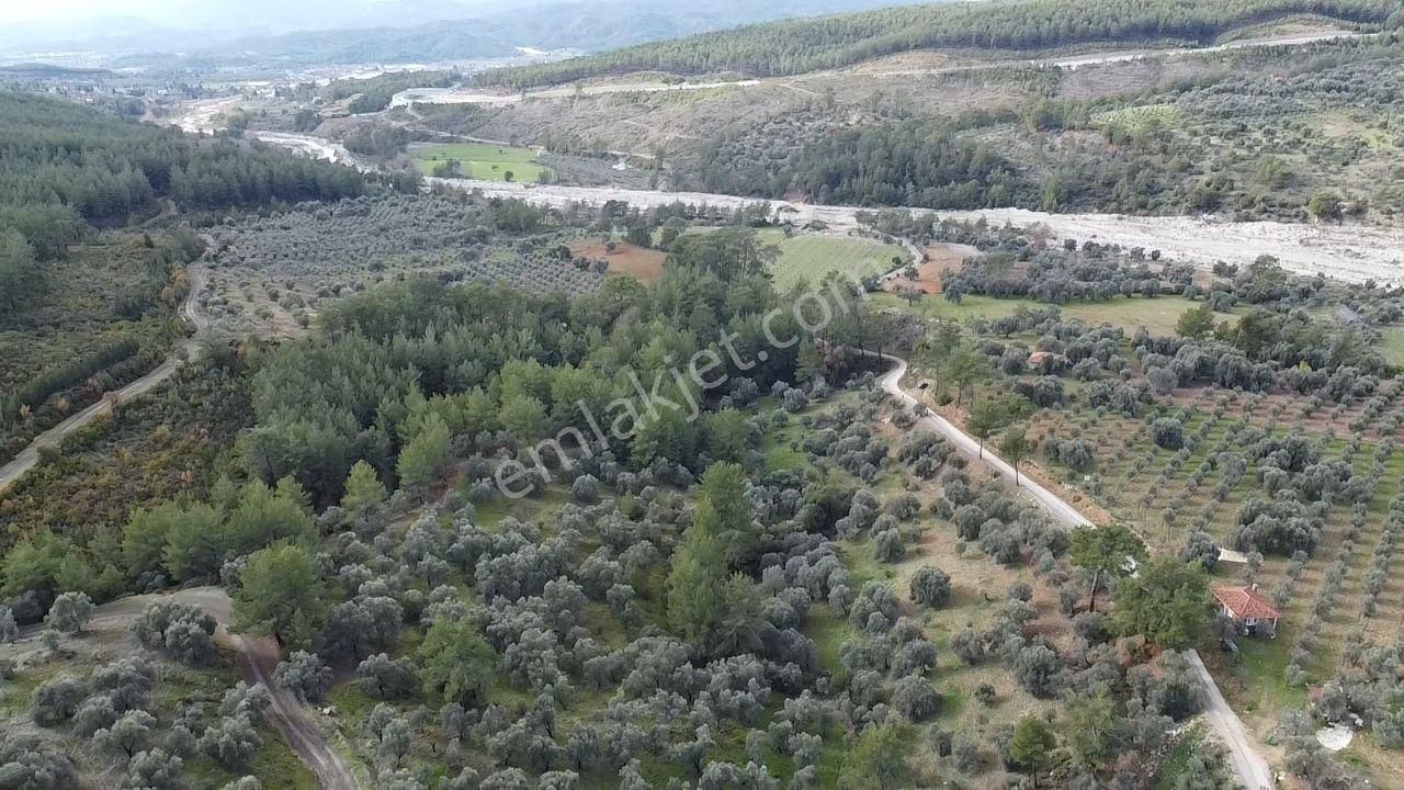S.kemer Merkeze Yakın Müstakil Tapu 9350 M2 Satılık Zeytinlik - Görsel 2