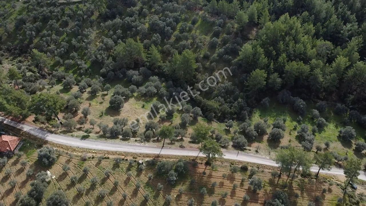 S.kemer Merkeze Yakın Müstakil Tapu 9350 M2 Satılık Zeytinlik - Görsel 25