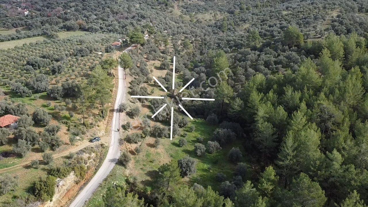 S.kemer Merkeze Yakın Müstakil Tapu 9350 M2 Satılık Zeytinlik - Görsel 21