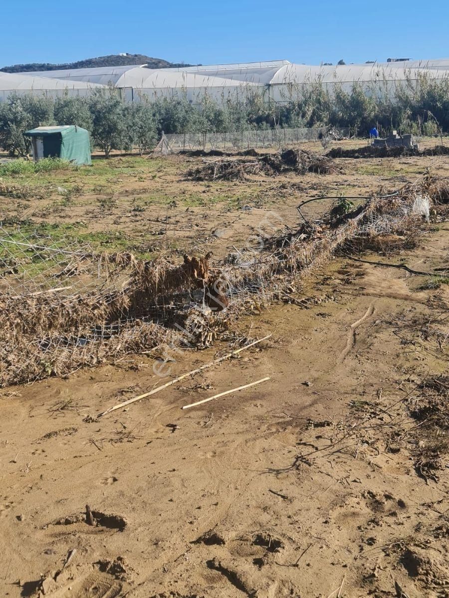 Evrenler Yavşi Satılık Tarla - Görsel 3