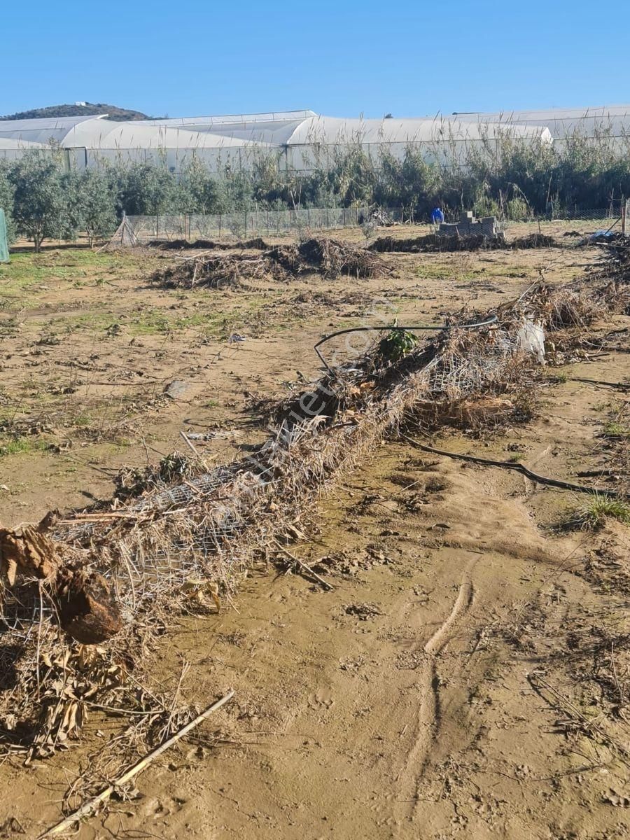 Evrenler Yavşi Satılık Tarla - Görsel 8