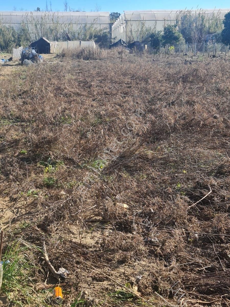 Evrenler Yavşi Satılık Tarla - Görsel 6