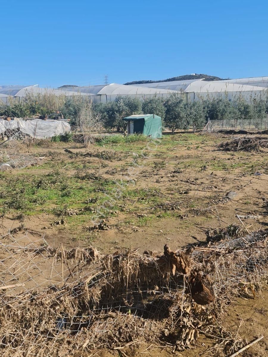 Evrenler Yavşi Satılık Tarla - Görsel 5