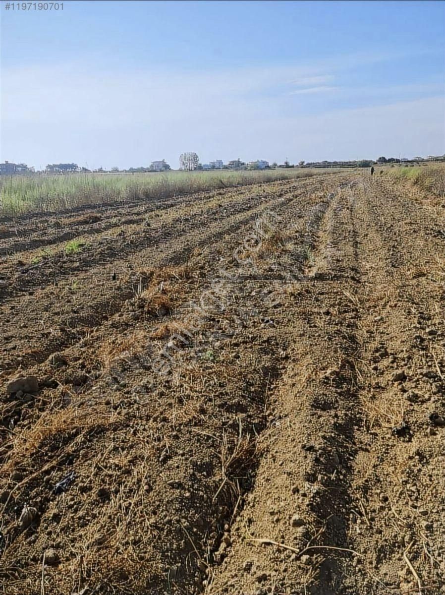 Çavuşköy Mevkinde Satılık Tek Tapu Tarla