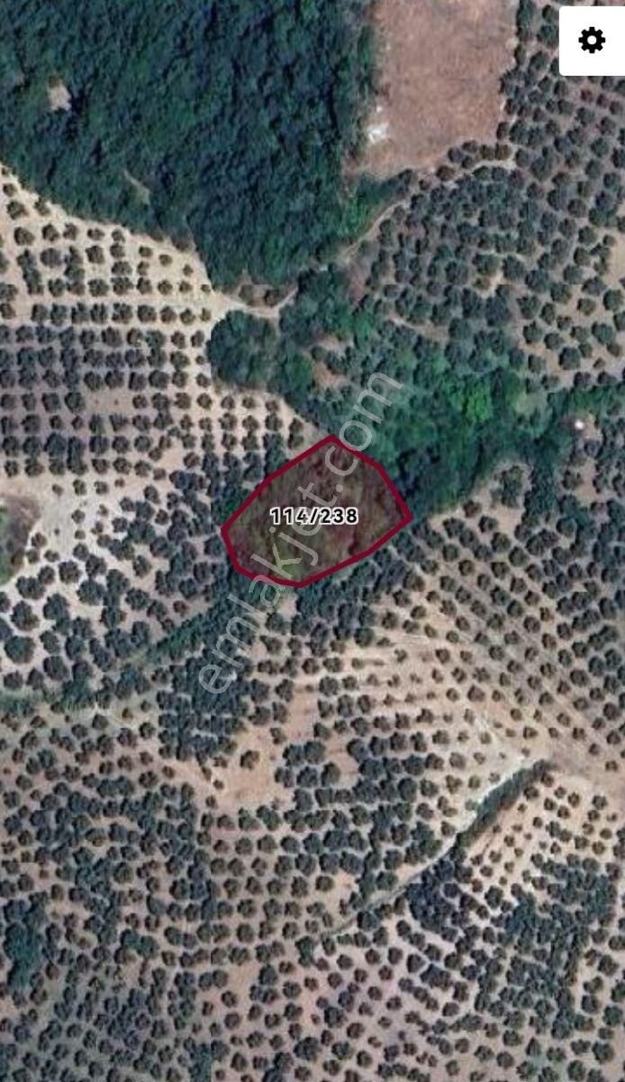 Selçuklu'dan Mirzaoba'da Yerleşime Yakın Fırsat Zeytinlik - Görsel 3